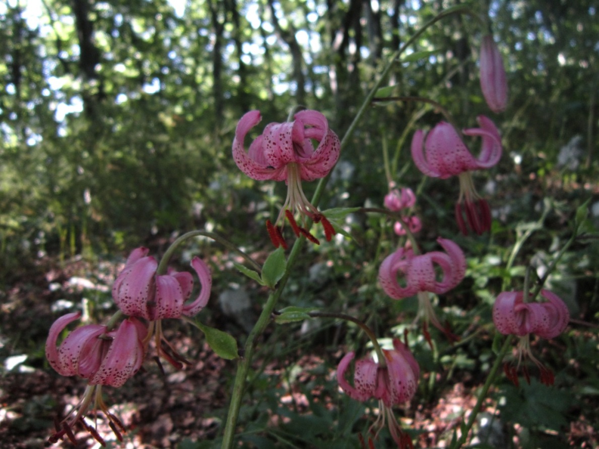 colonia Lilium martagon in campania